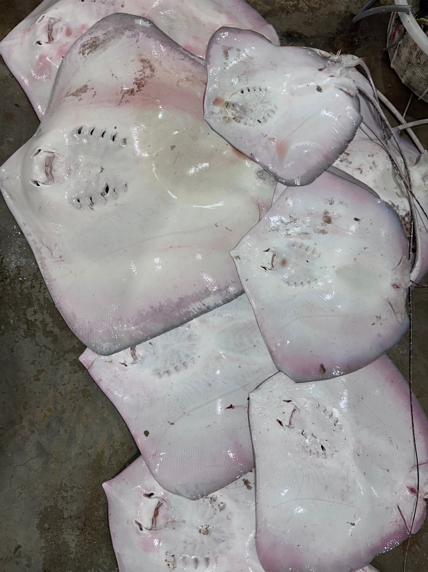 Stingray Meat 魟鱼