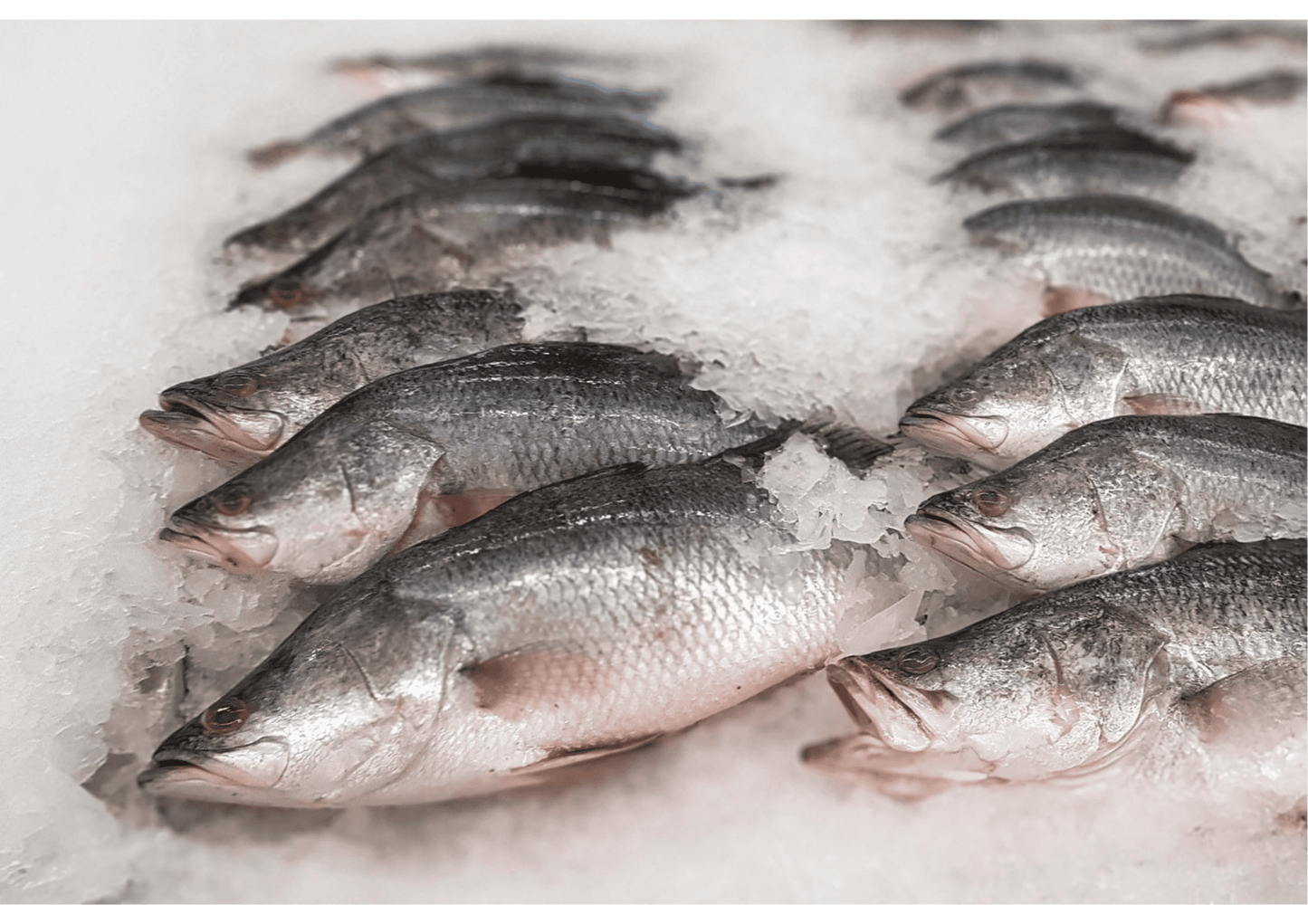 White Jade Barramundi Meat 巨大金目鲈