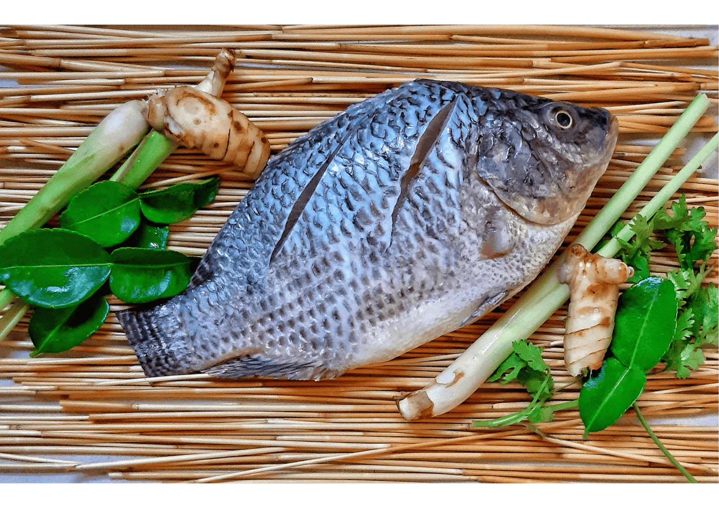 Black Tilapia 黑非鱼