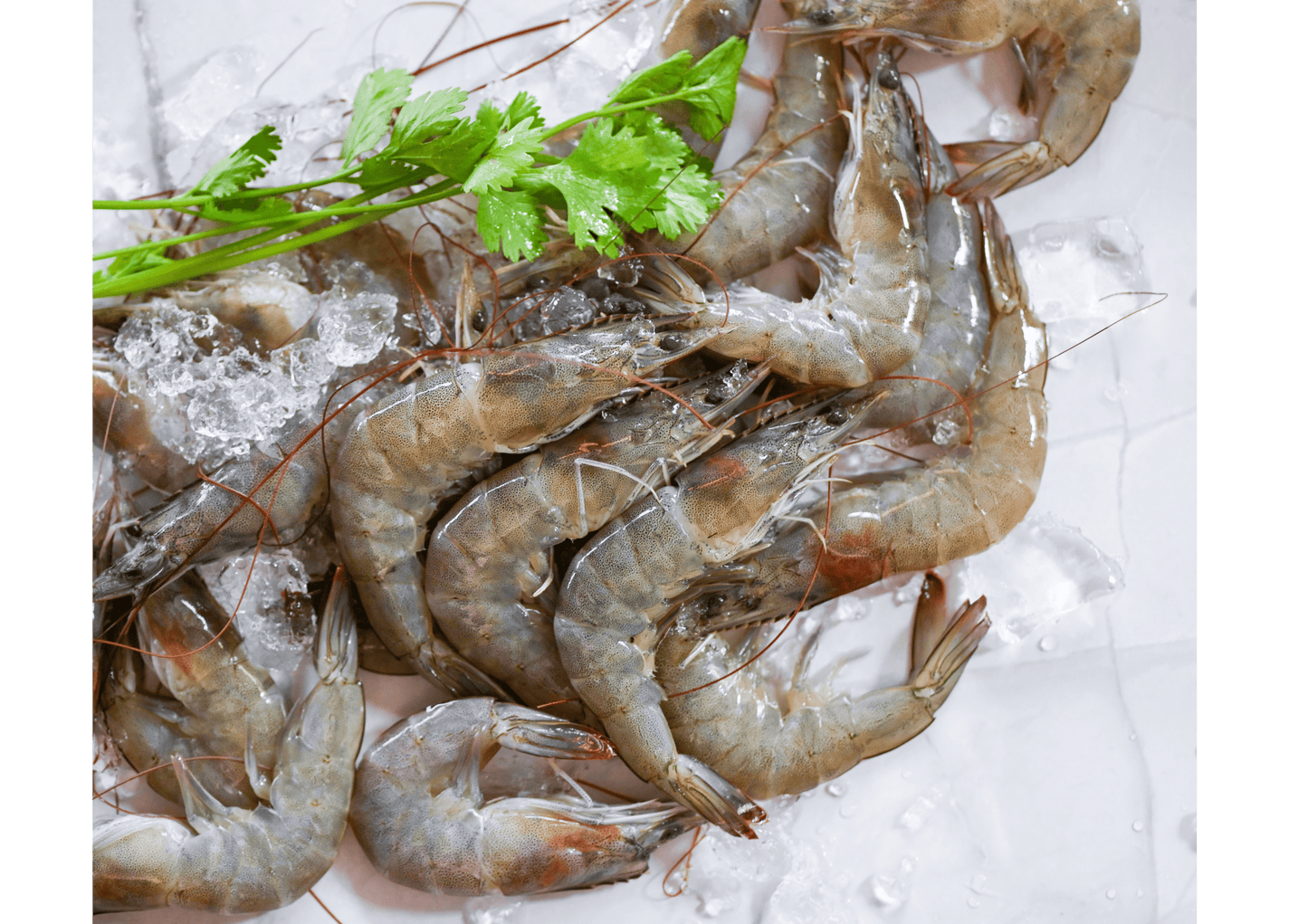 Fresh Live Prawns 活虾