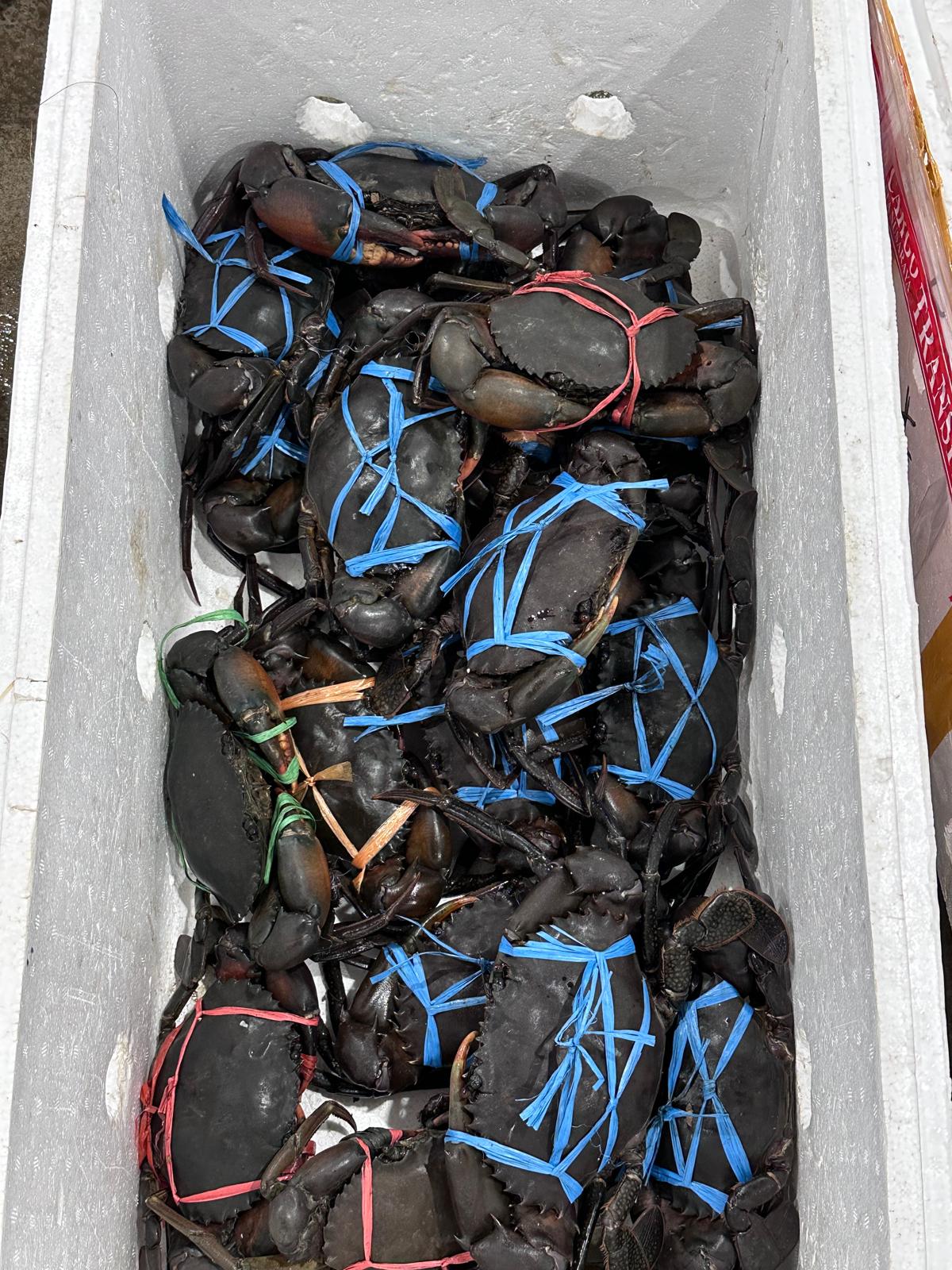 Live Mud Crab