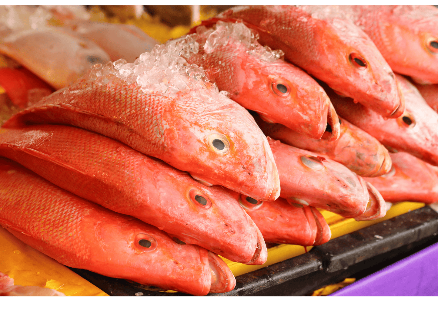 Ruby Red Snapper 红鸡鱼