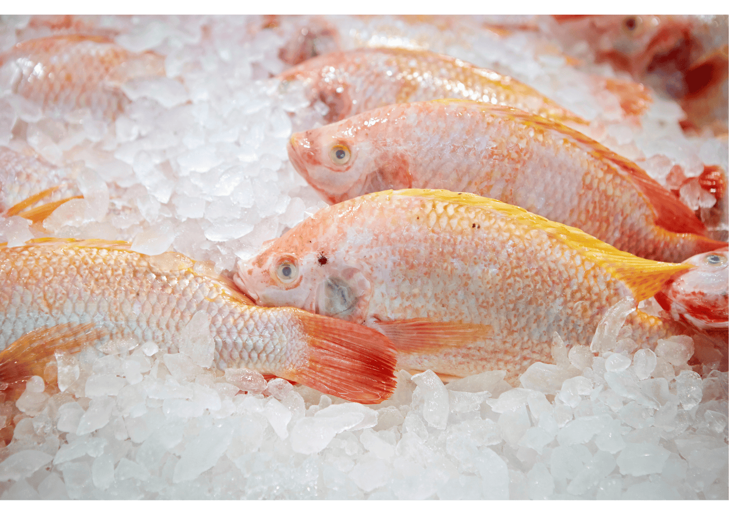 Red Tilapia 红非鱼