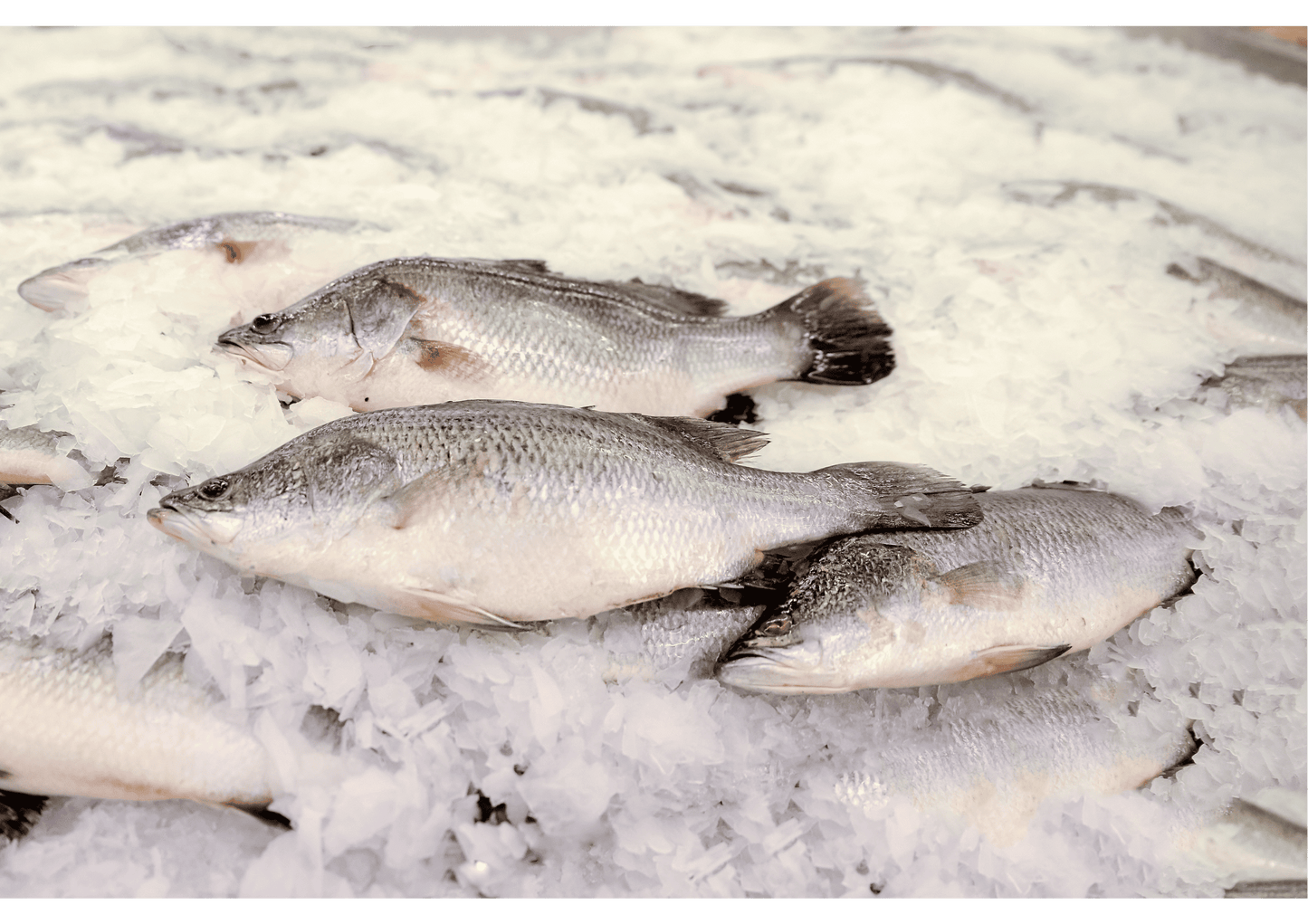 Black Gold Seabass 金目鲈