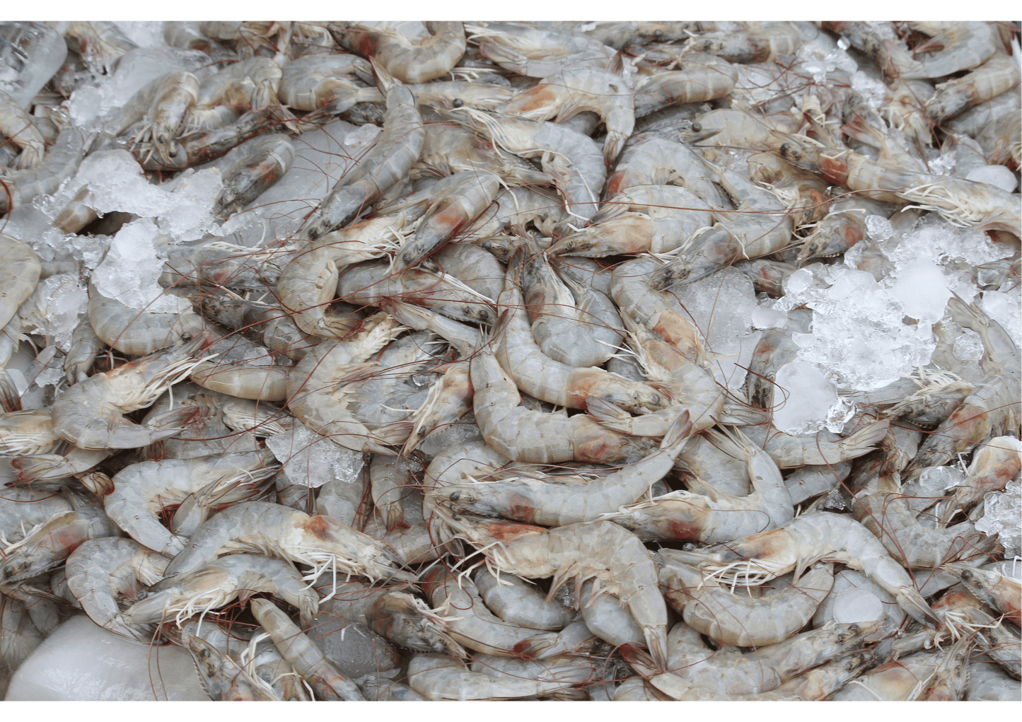 Fresh Silver/Whiteleg Prawns 银/明虾