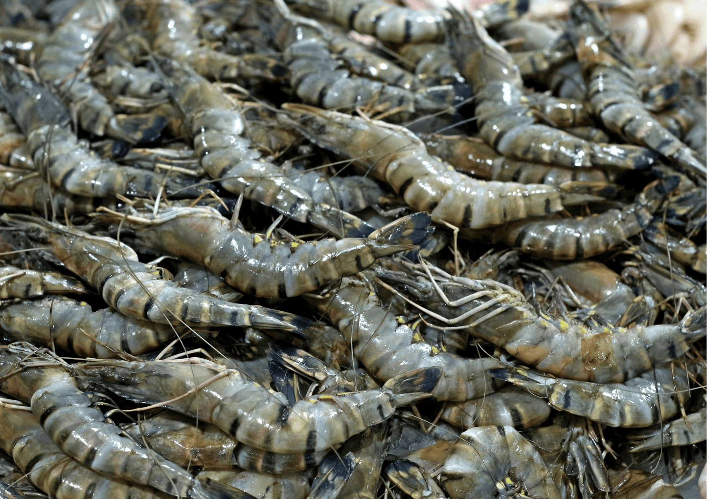Fresh Premium Tiger Prawn 老虎虾