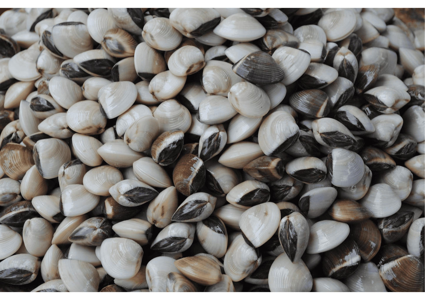 Fresh Clams 蛤蜊/啦啦