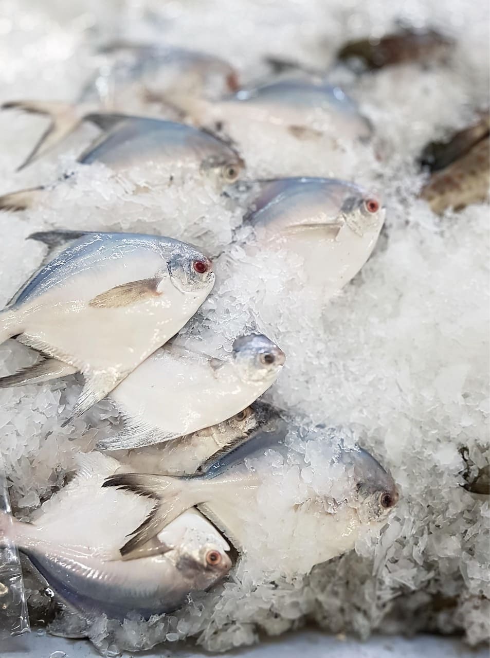 White Pomfret 白鲳鱼