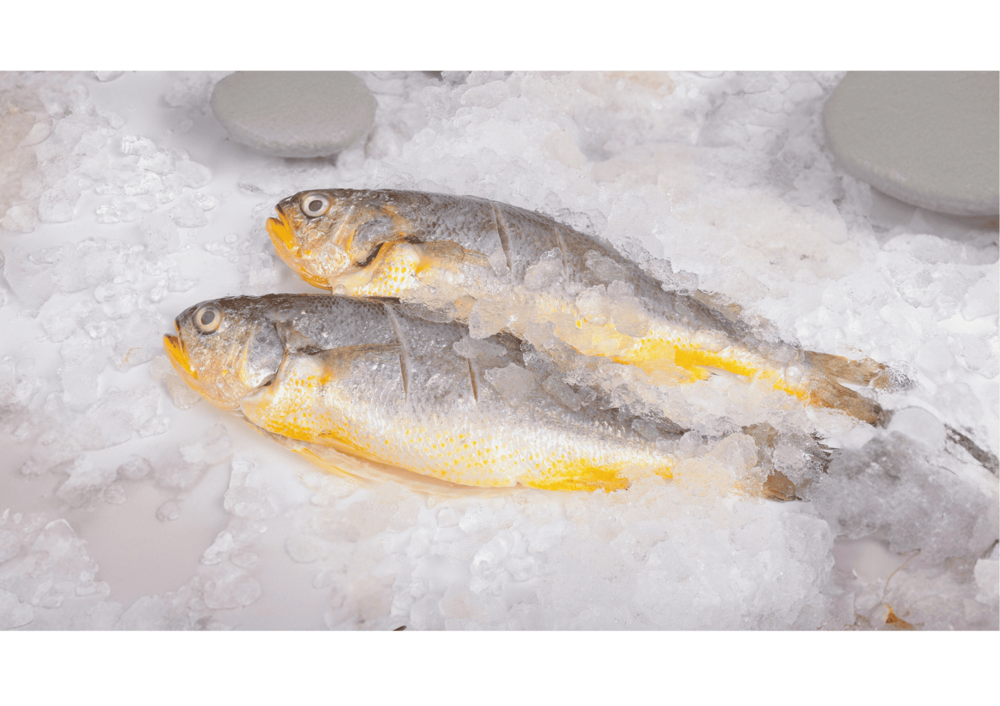 Japanese Yellow Croaker 黄花鱼