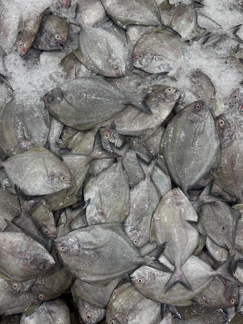 Black Pomfret 黑鲳鱼