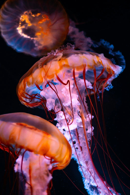 🌊 6 Secrets of the Deep Blue That Will Blow Your Mind