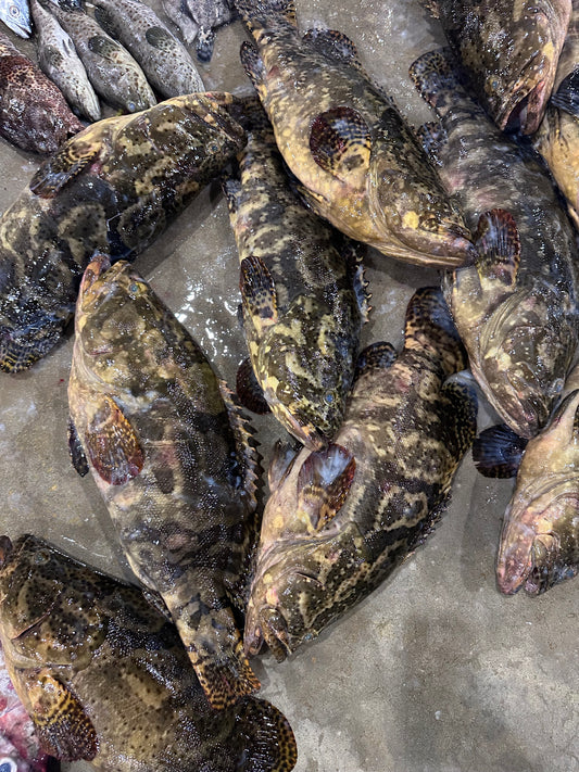 Pearl Grouper 龙虎斑