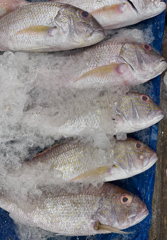 Royal Red Seabream Fillet 红哥里