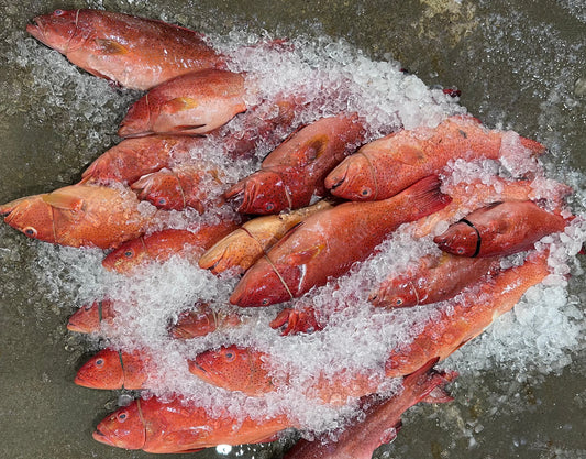 Royal Red Grouper 红斑