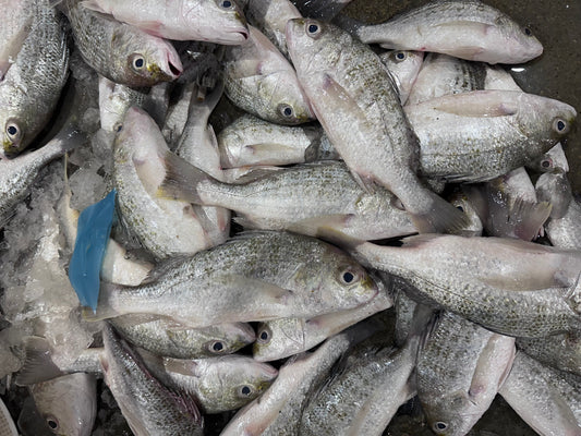White Snapper 白鸡鱼