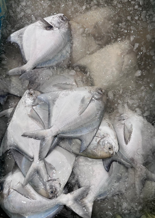 Chinese Pomfret 斗鲳