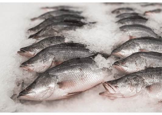 White Jade Barramundi Meat 巨大金目鲈