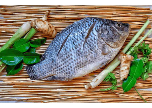 Black Tilapia 黑非鱼