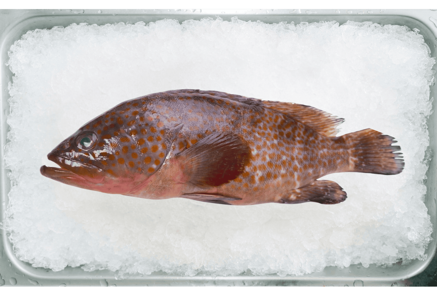 Flower Grouper 花斑鱼
