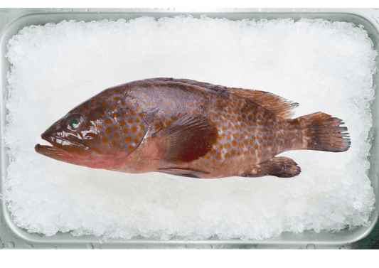 Flower Grouper 花斑鱼