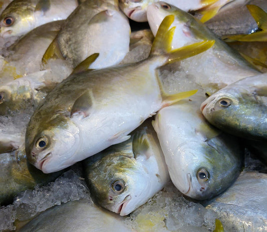 Gold Pomfret 金鲳鱼