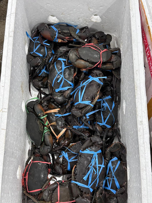 Live Mud Crab