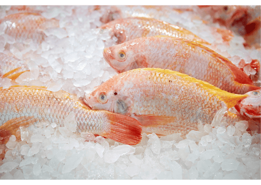 Red Tilapia 红非鱼