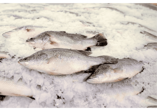 Black Gold Seabass 金目鲈