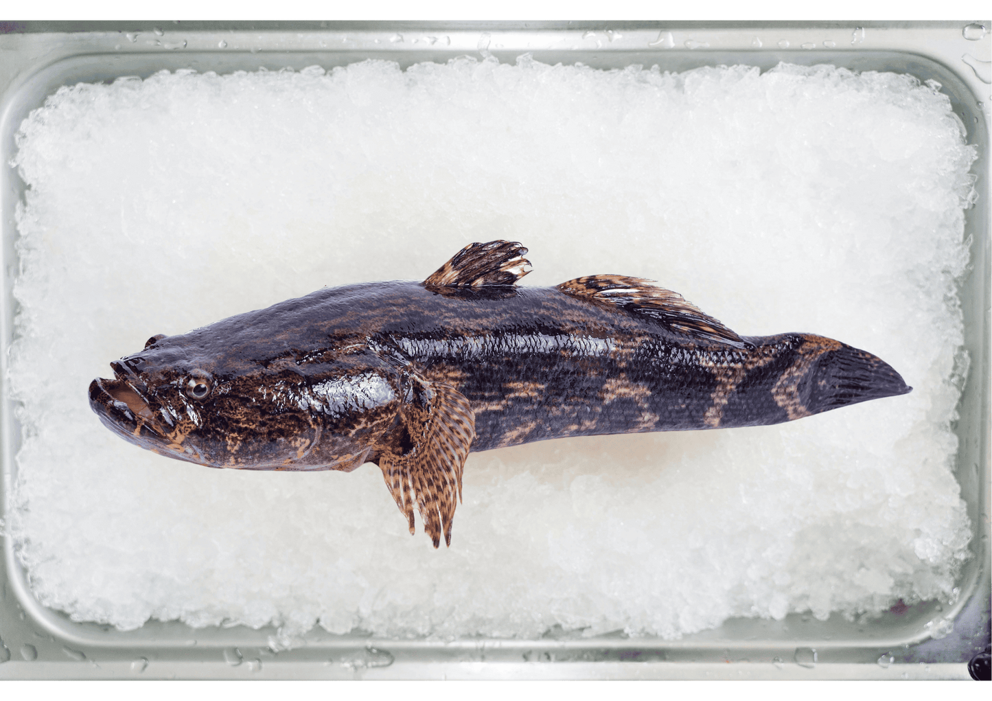 Soon Hock/Marble Goby 笋壳鱼
