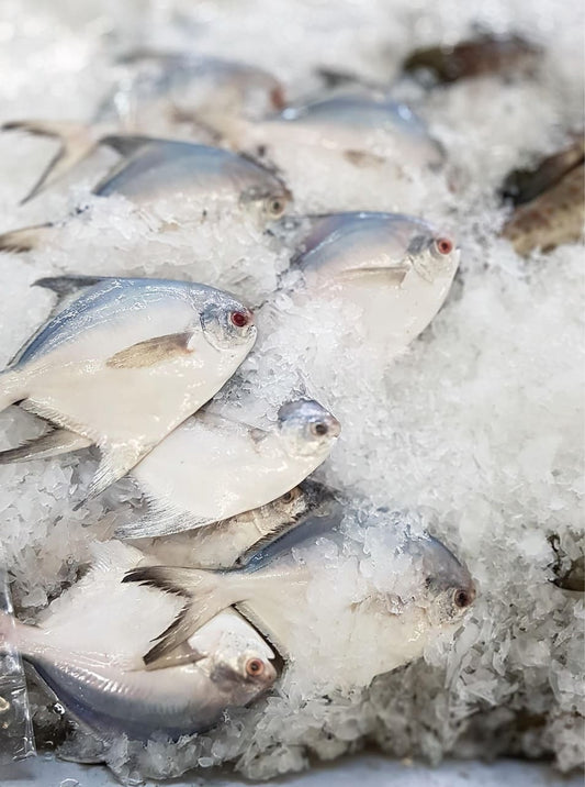 White Pomfret 白鲳鱼