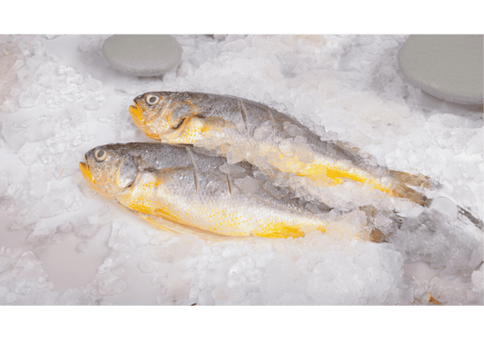 Japanese Yellow Croaker 黄花鱼