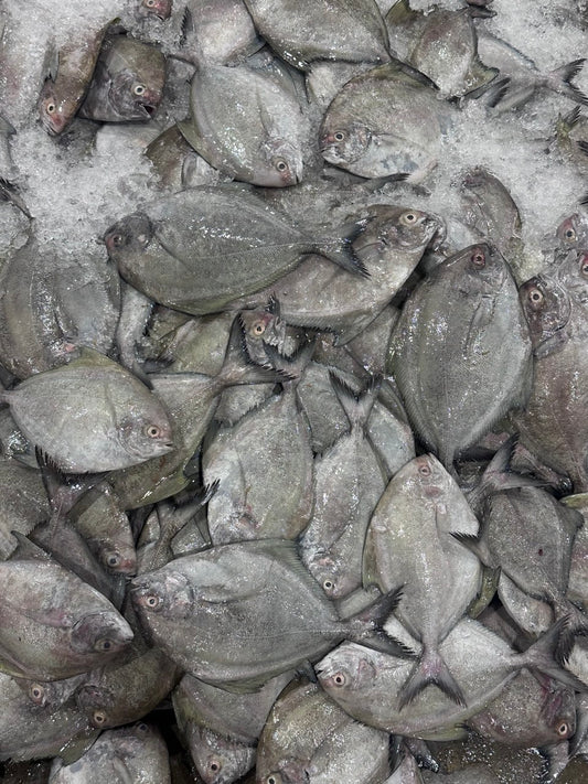 Black Pomfret 黑鲳鱼